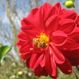 Zinnia / septembre 2011